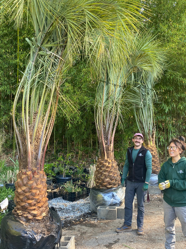 Atlanta Botanical Gardens - 3 Pindo Palm Trees