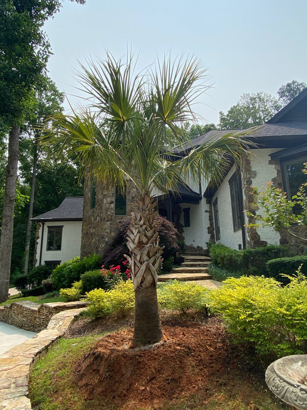Arshad K. in Roswell, GA - Sabal Palmettos