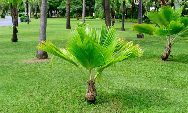 best size palm tree to buy
