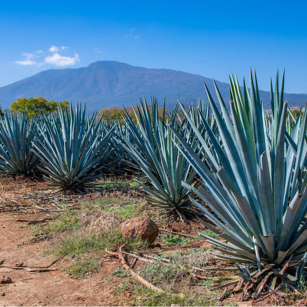 Blue Agave Plant