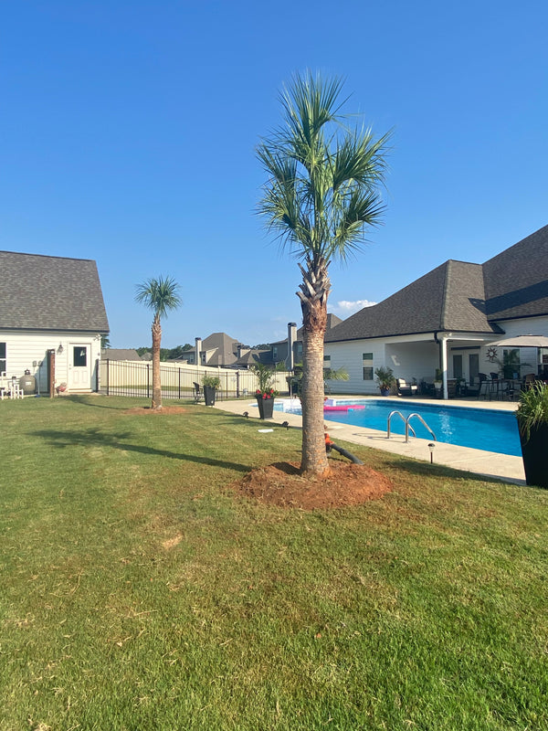 Brett M. in Senoia GA - Sabal Palmetto