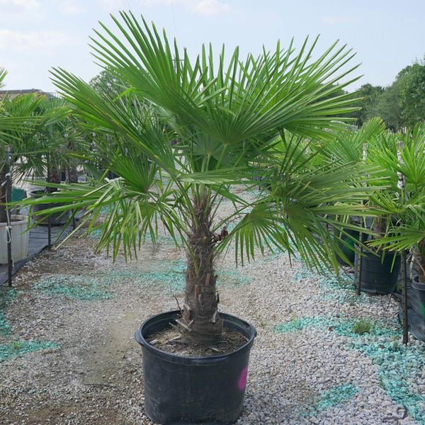 How to Plant Palm Trees in the Landscape