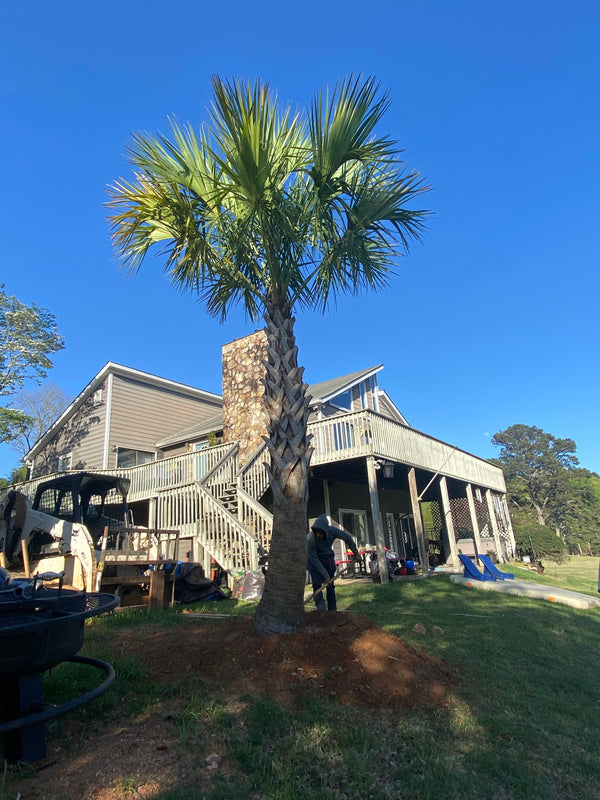 David S. in Cumming, GA - Sabal Palmetto