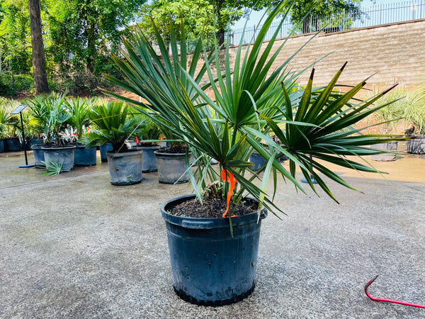 dwarf palmetto palm trees atlanta