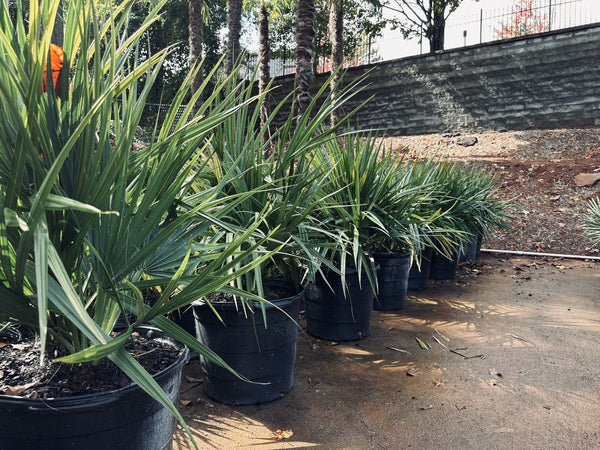 Dwarf Palmettos: Delivered 10/12/2022