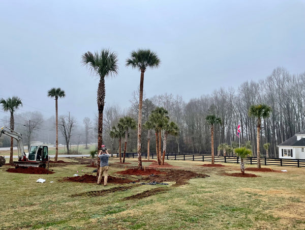 sabal palm trees for home landscaping