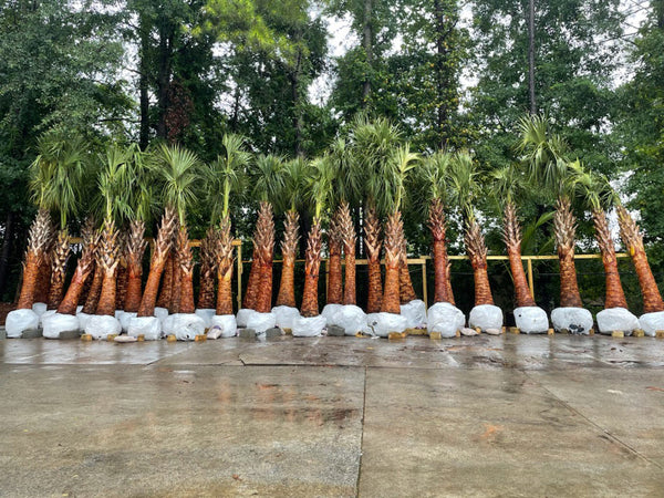 sabal palm trees atlanta
