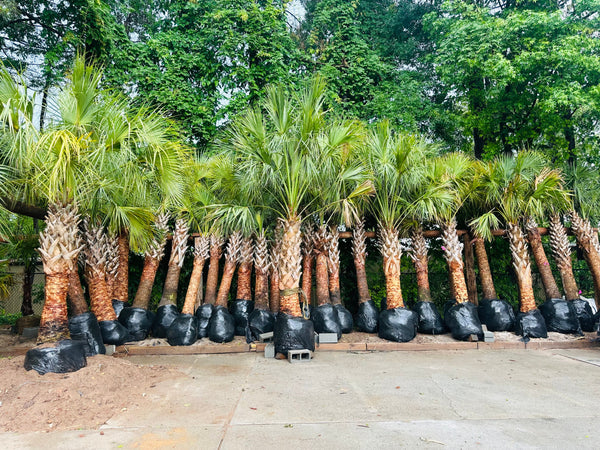 Sabal Palmettos