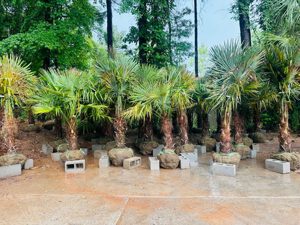 Windmill Palms