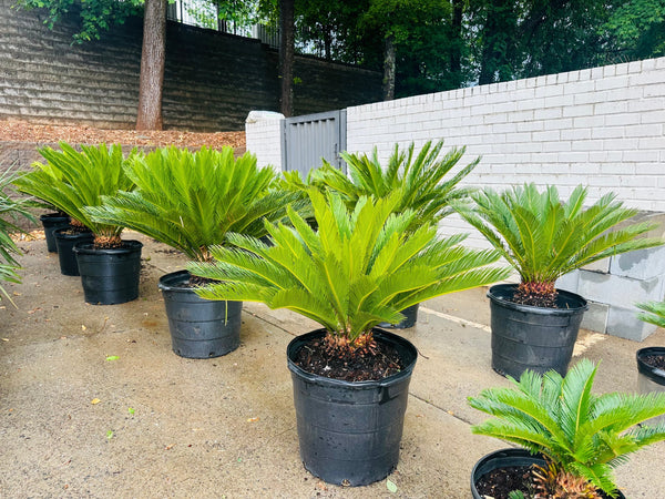 Sago Palms