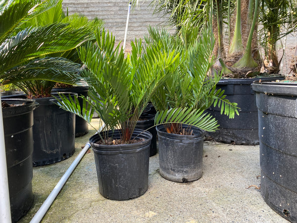 coontie palm trees atlanta