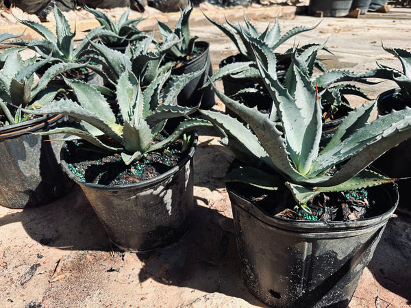 Blue Agave Palms: Delivered 10/12/2022