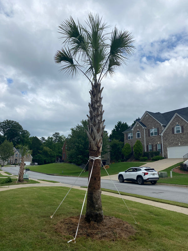 Keith B. in Powder Springs, GA - Sabal Palmetto
