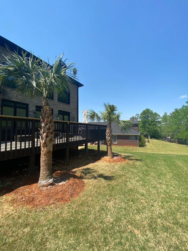 Kurt M. in Stonecrest, GA - Sabal Palmettos & Back Deck