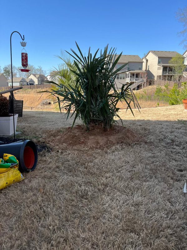 Kyle K. in Braselton, GA - Needle Palm