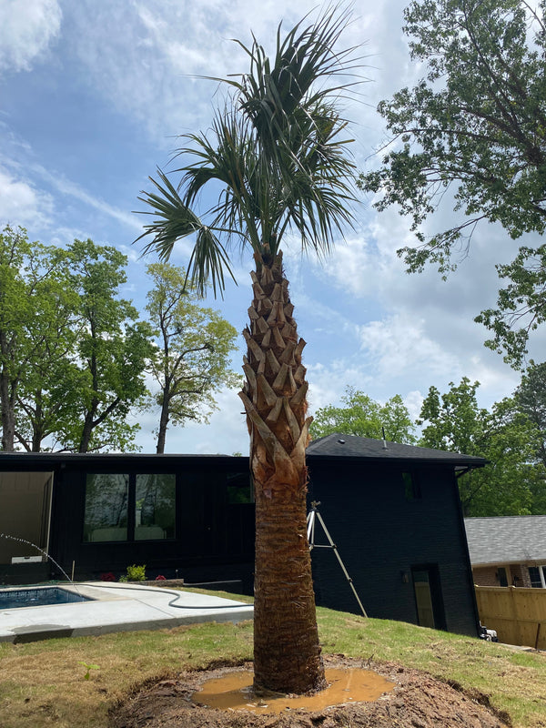 Manuel E. in Atlanta, GA - Sabal Palmetto by Pool
