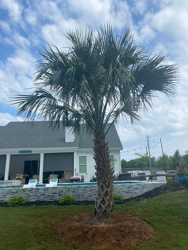 Mark V. in Senoia, GA - Sabal Palmetto