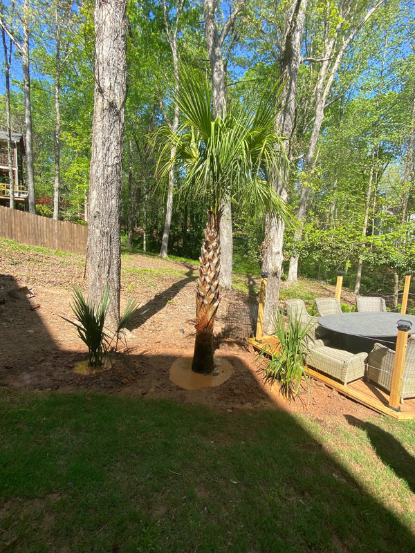 Maurice H. in Marietta, GA - Dwarf Sabals & Sabal Palmetto