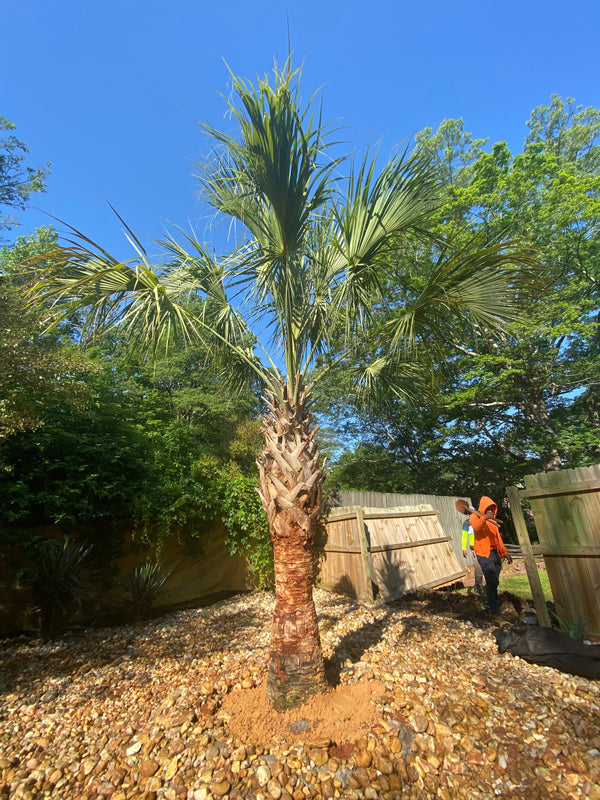 Michael B. in Austell, GA - Sabal Palmetto