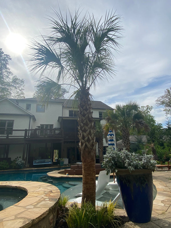 Michael W. in Atlanta, GA - Sabal Palmettos w/ Pool & Hot Tub