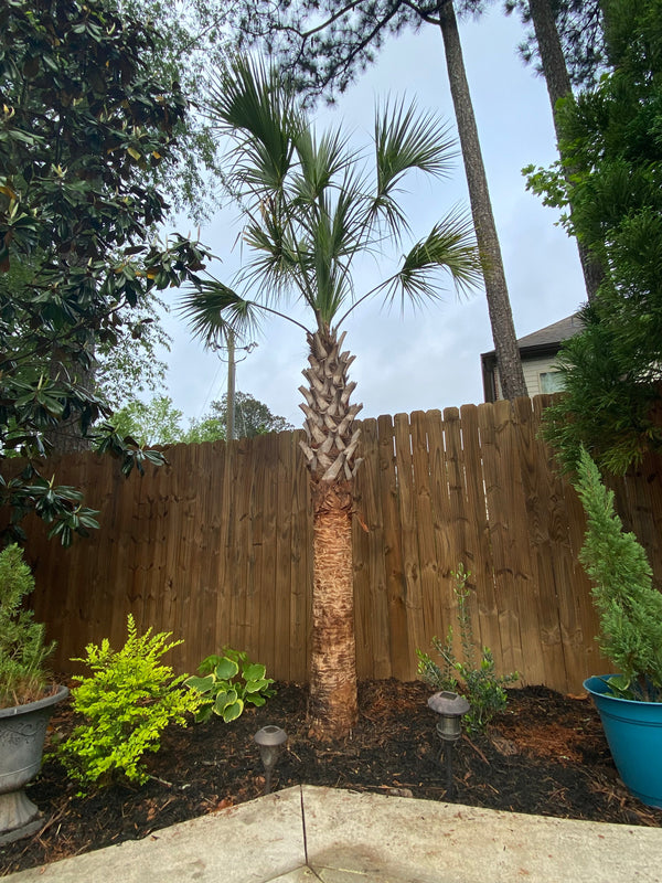 Nathalie A. in Alpharetta, GA - Sabal Palmetto
