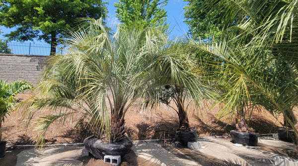pindo palm trees for sale in Atlanta