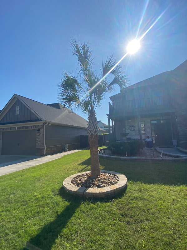 Prathima G. in Marietta, GA - Sabal Palmetto