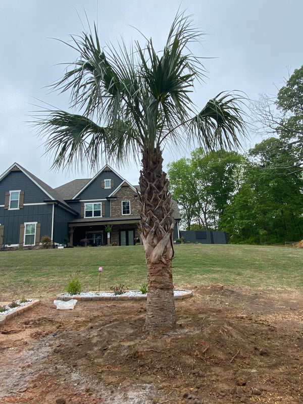 Renee S. in Carrollton, GA - Sabal Palmettos in Front Yard