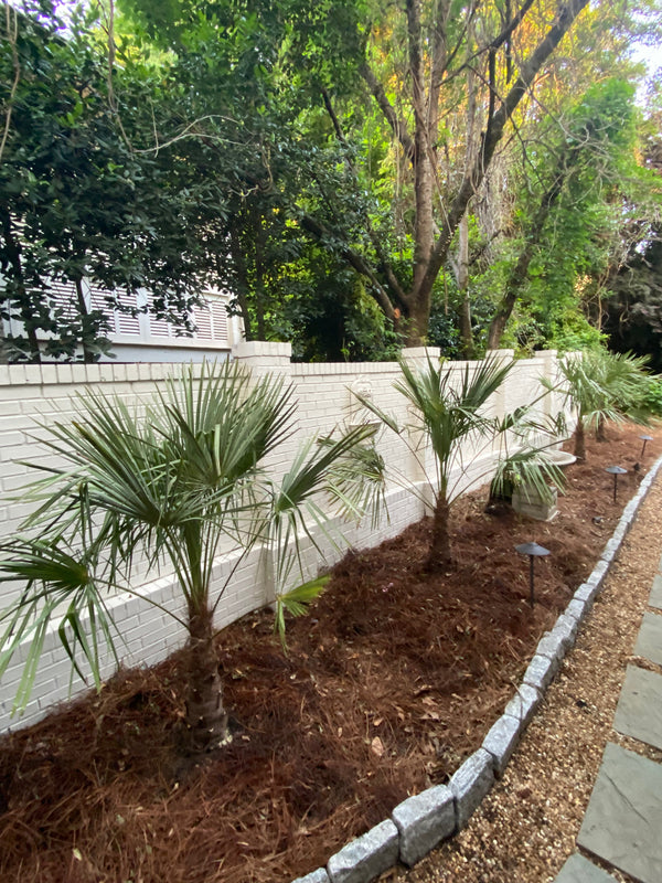 Ron B. in Hampton, GA - Windmill Palms