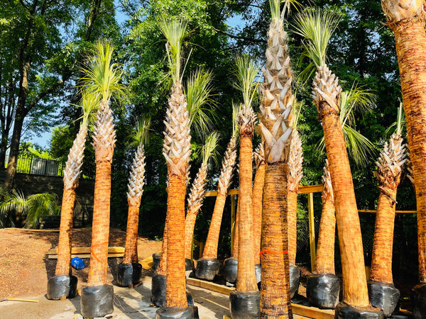 sabal palmetto palm trees atlanta