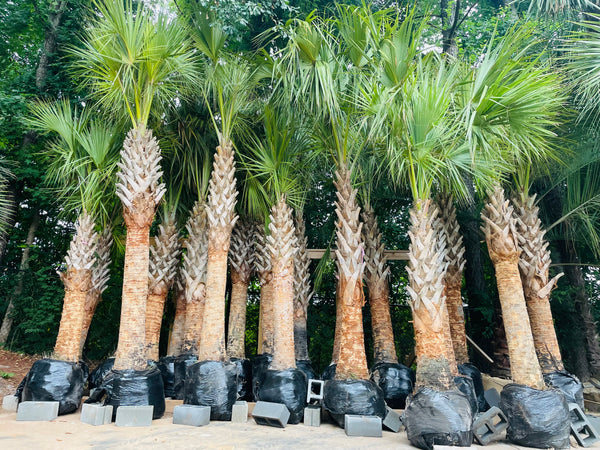 Sabal Palms: Delivered 8/19/2022