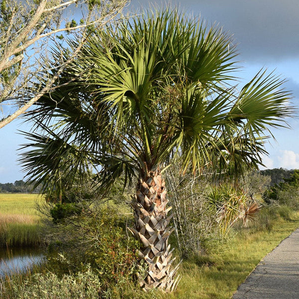 Sabal Palmetto: Characteristics and Care