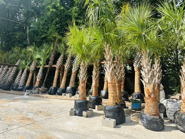 Sabal Palms: Arrived 8/29/2023