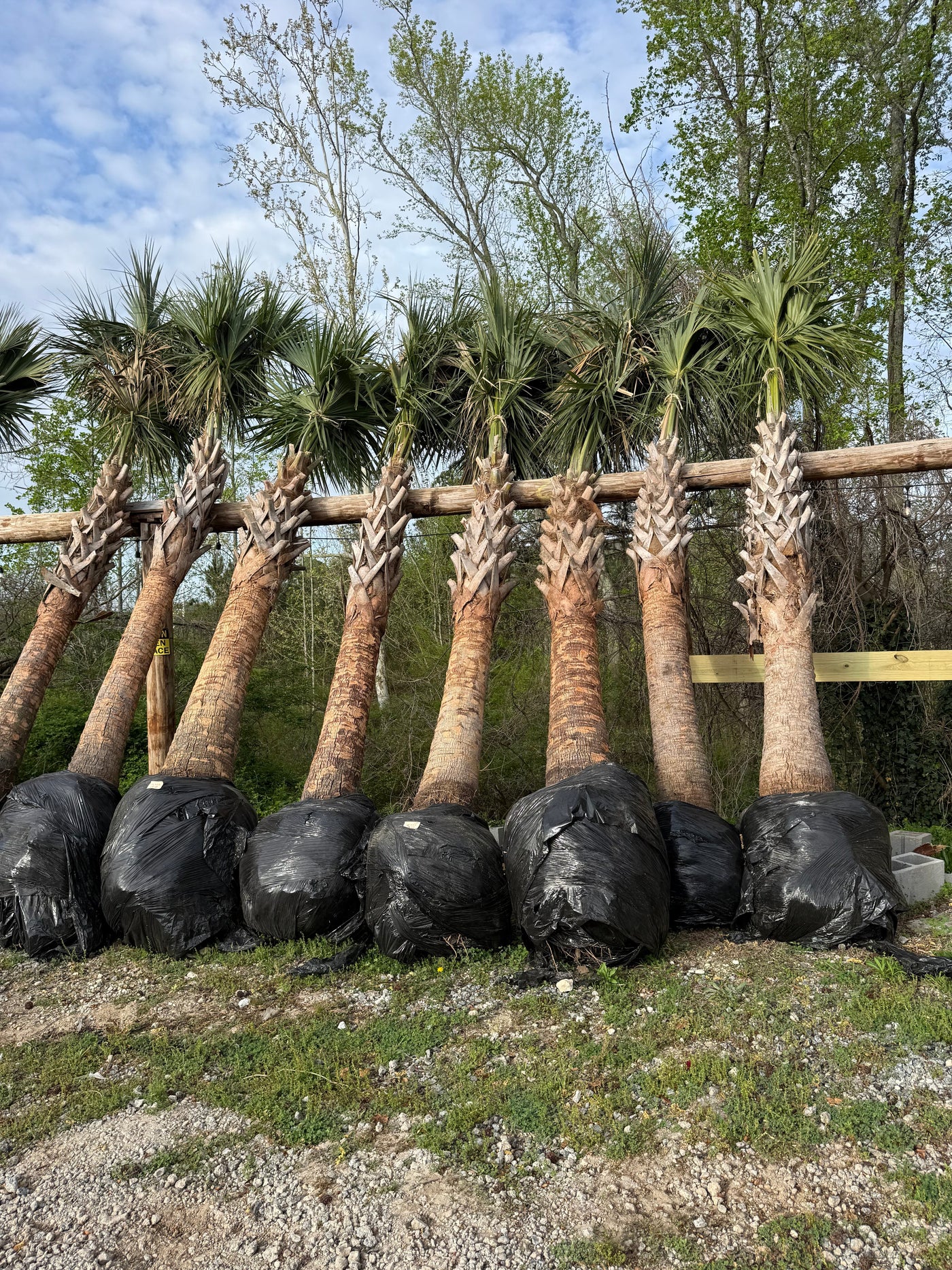 New Palm Trees | Just Arrived | Atlanta Palms