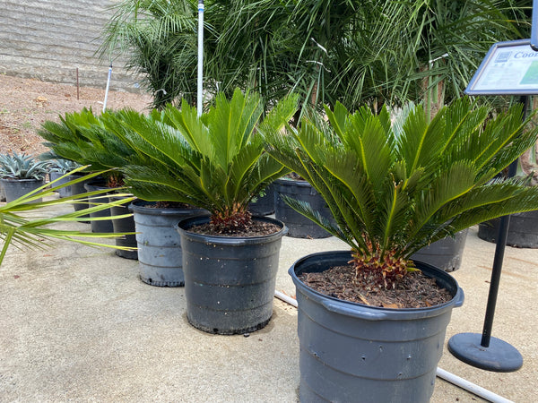 king sago palm trees