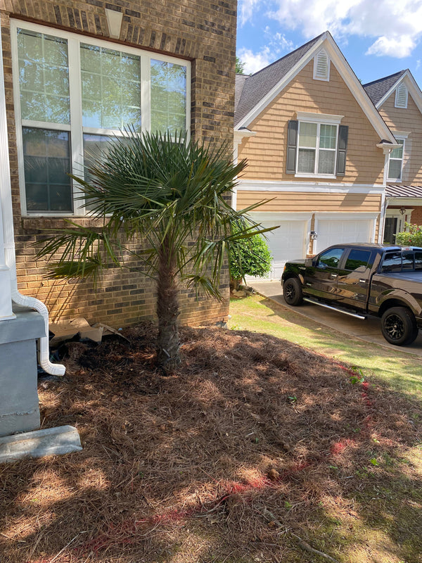 Terri P. in Atlanta, GA - Windmill Palm