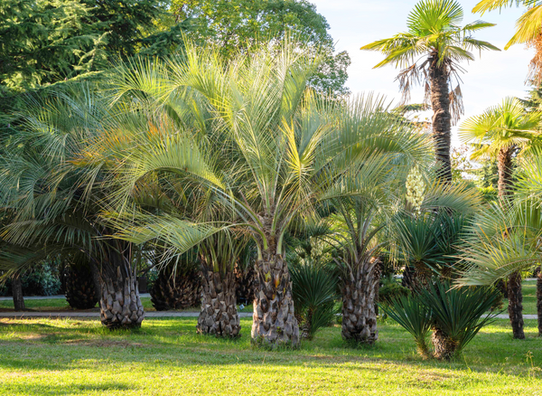 Pindo Palm Cold Hardiness: Should I Plant One in Atlanta?