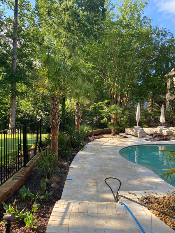 Tobey G. in Alpharetta, GA - Sabal Palmettos & Needle Palms