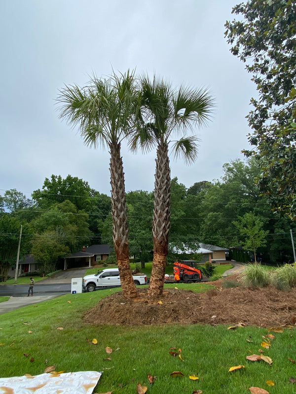 Tom W. in Atlanta, GA - Sabal Palmetto