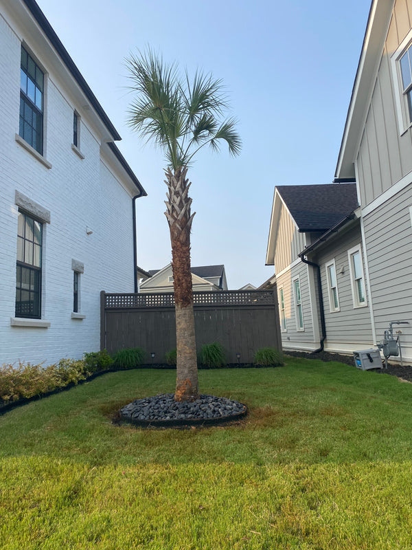 Tyrone H. in Conyers, GA - Sabal Palmetto