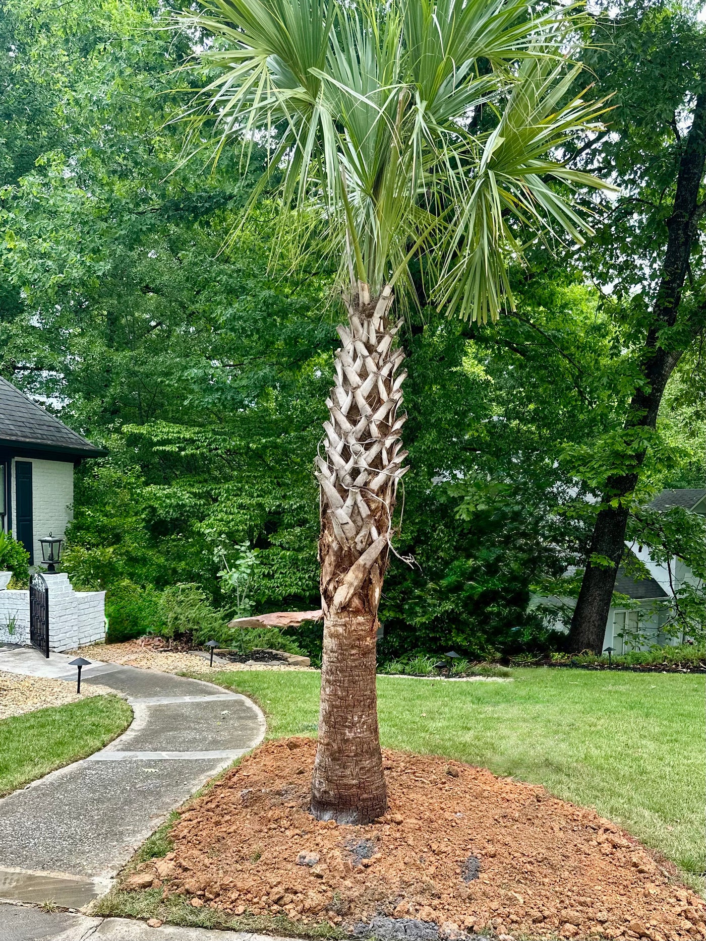 Palm Trees Atlanta | Palm Tree Delivery Near Me