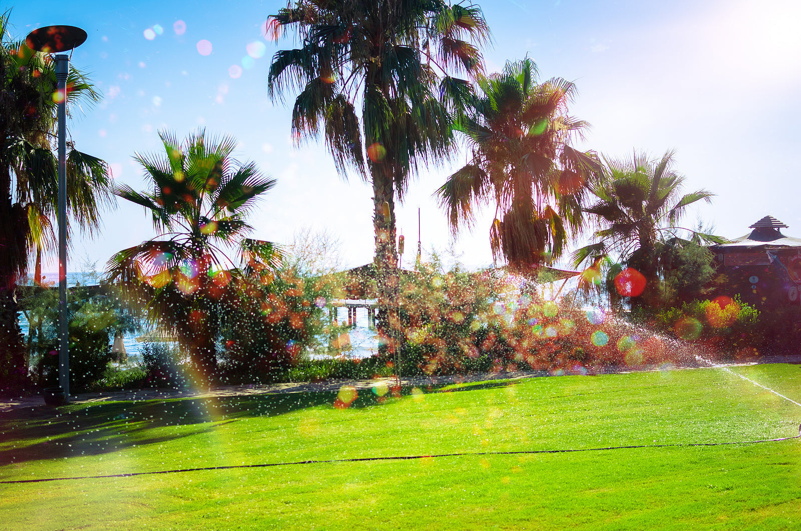 The Complete Guide to Maintaining Your Palm Tree