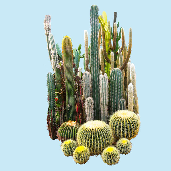 How to Plant and Care for a Cactus