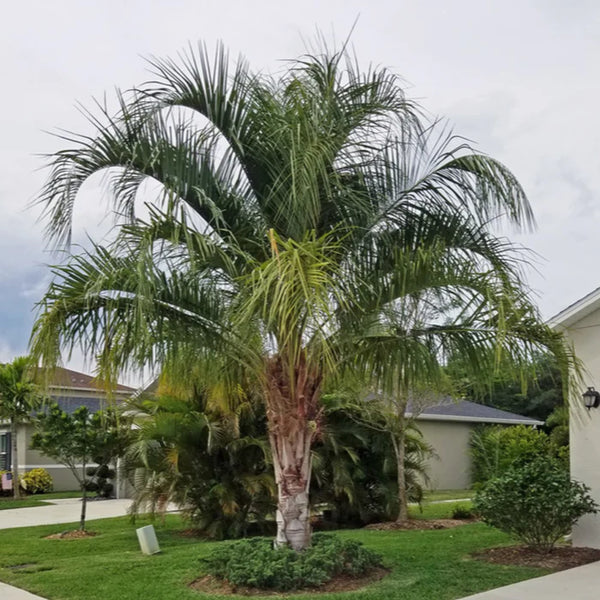 mule palm tree