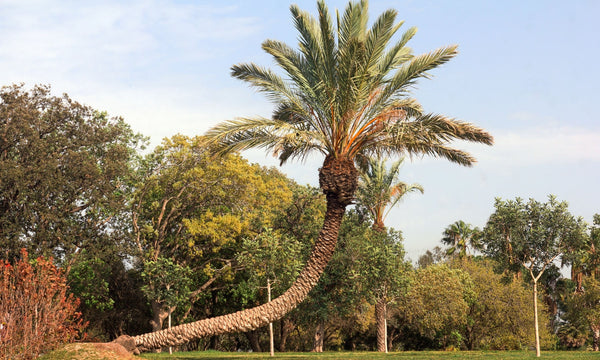 Why Palm Trees Are So Strong