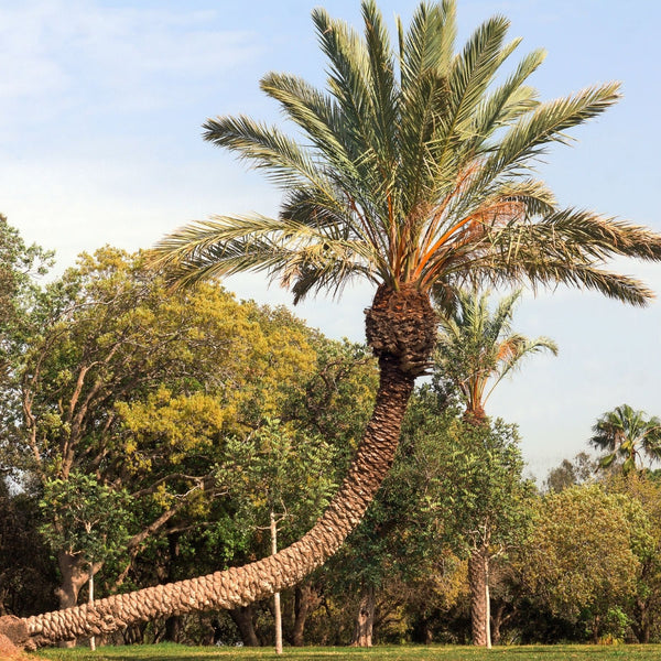 real palmetto tree
