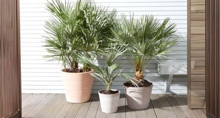palm trees in containers