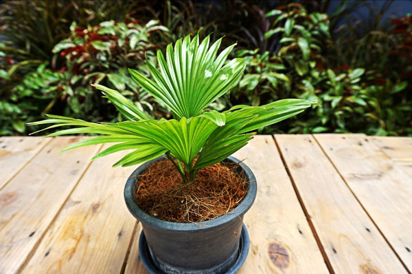 potted palm tree