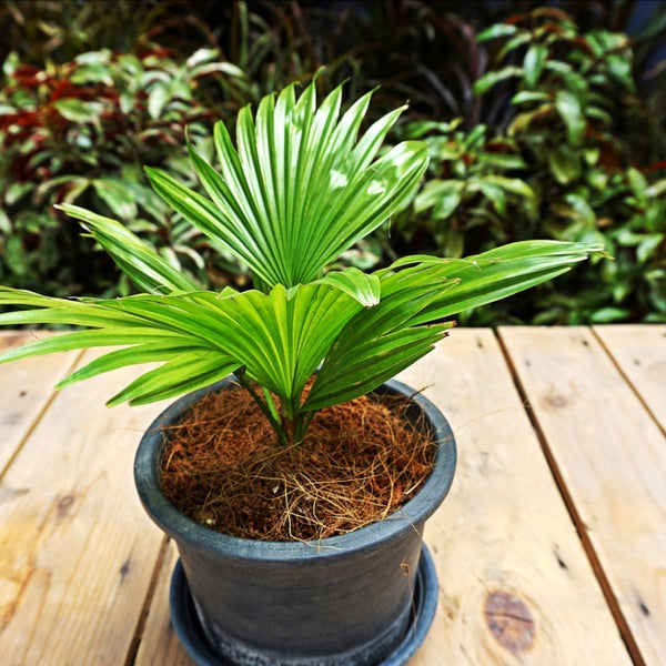 Can You Plant a Palm in a Pot? | Atlanta Palms