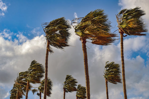 The Resistance of Palm Trees to Hurricanes